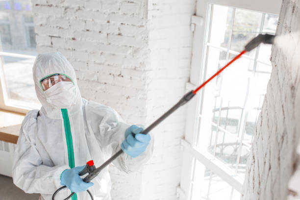 Trusted Keyport, NJ Mold Removal Experts